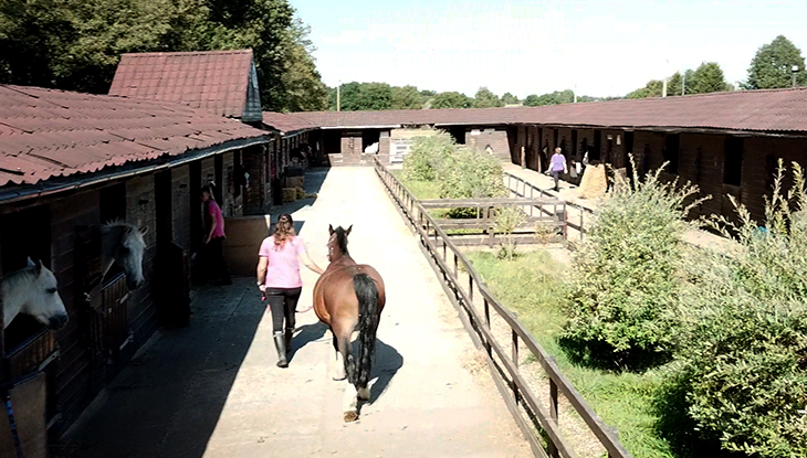 Stag-Lodge-Page-Bottom-Horse-Care-Courses