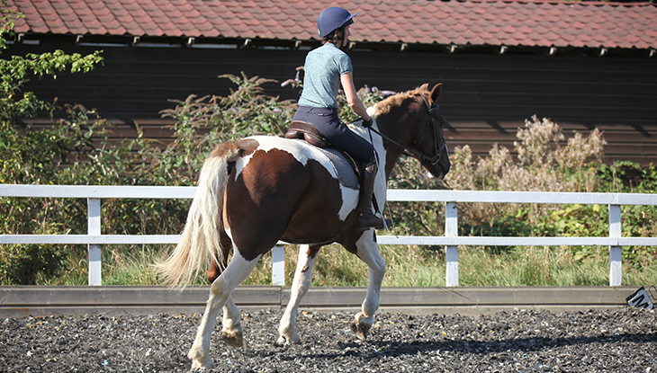 Horse store riding trainers