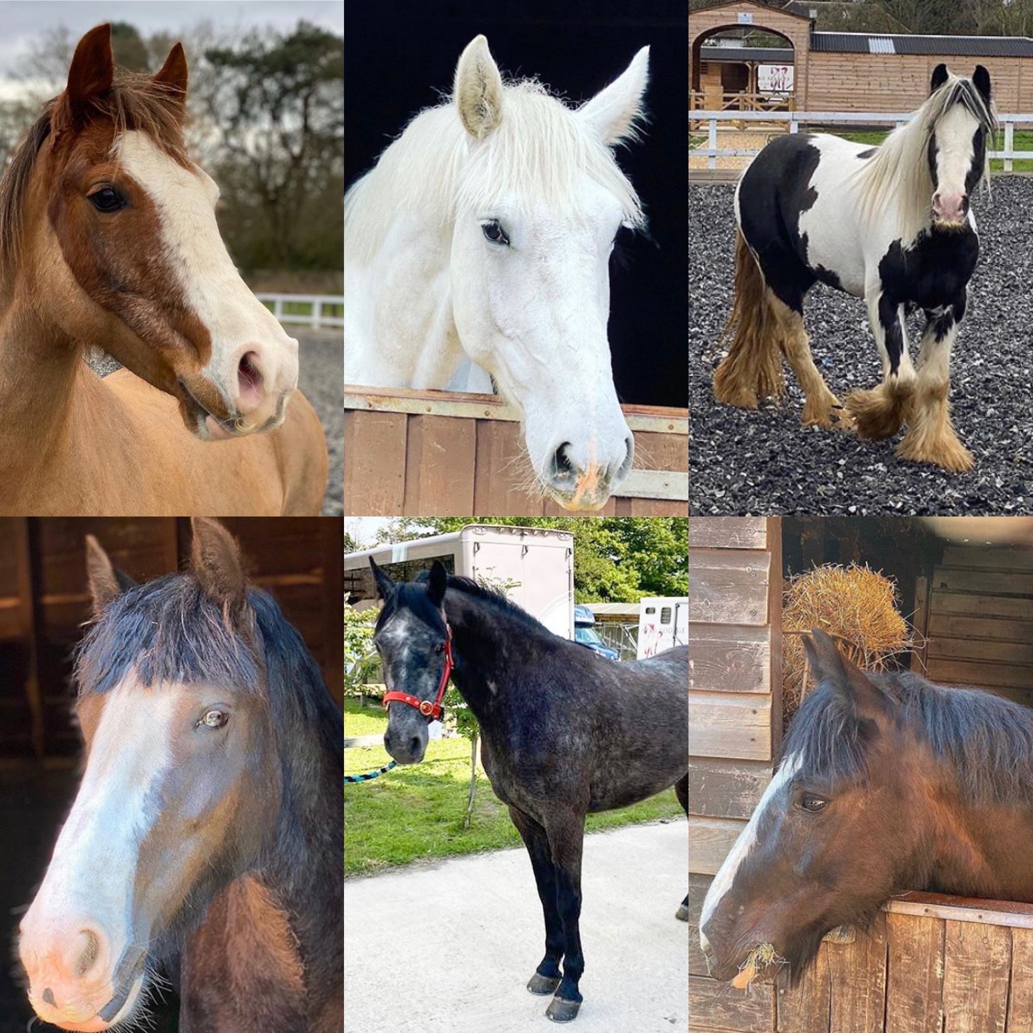 WE WELCOME SOME NEW FACES TO STAG LODGE STABLES Stag Lodge Stables